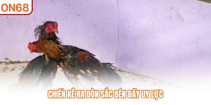Chiến kê ra đòn sắc bén đầy uy lực