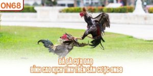Đá Gà Cựa Dao