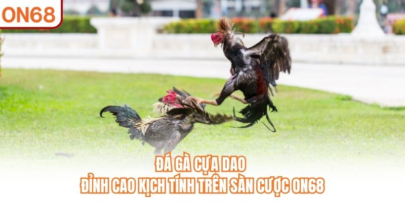 Đá Gà Cựa Dao