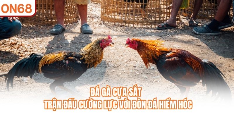 Đá gà cựa sắt
