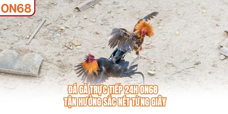 Đá Gà Trực Tiếp 24h